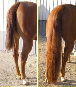 Tail Extension